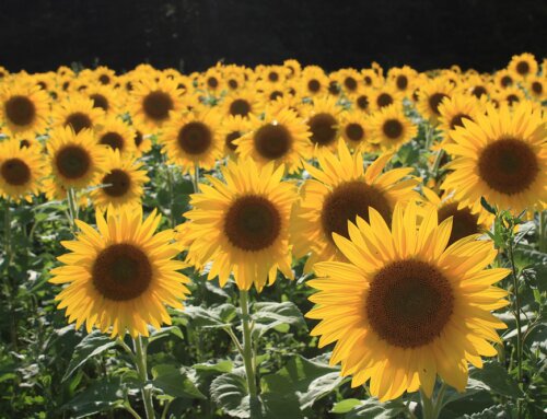 Join Bloom’n Cow At The Coppal House Farm Sunflower Festival